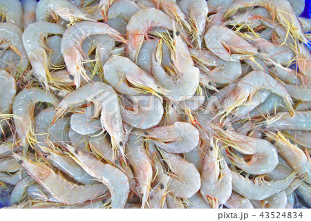 Fresh shrimp Fresh shrimp 43524834