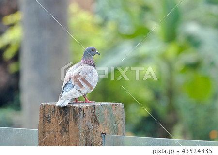 Pigeon on nature background Pigeon on nature background 43524835