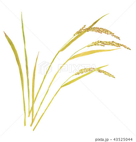 Oryza Sativa Subsp Japonica イネ 黄熟のイラスト素材