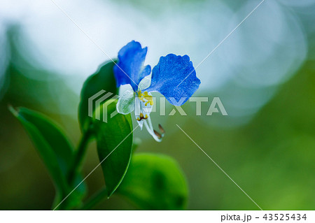 露草 露草 43525434