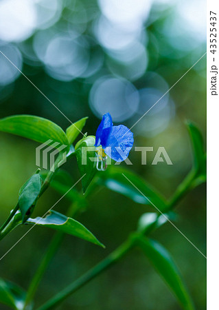 露草 露草 43525437