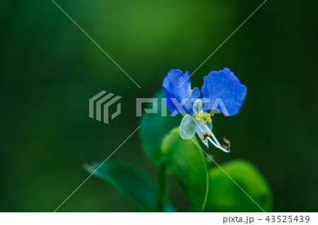 露草 露草 43525439