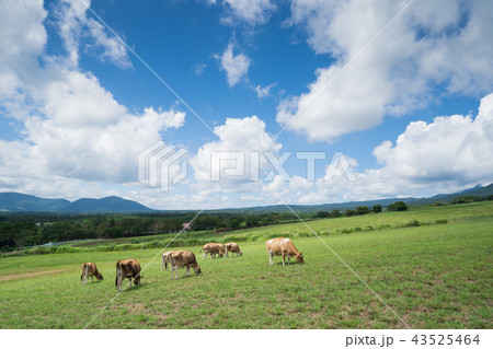 蒜山高原 ジャージー牛のいる牧場 岡山県真庭市蒜山地域 の写真素材