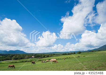 蒜山高原 ジャージー牛のいる牧場 岡山県真庭市蒜山地域 の写真素材