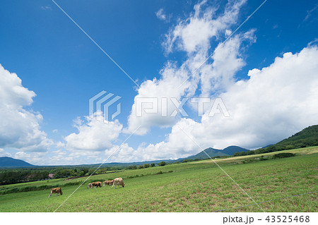 蒜山高原 ジャージー牛のいる牧場 岡山県真庭市蒜山地域 の写真素材