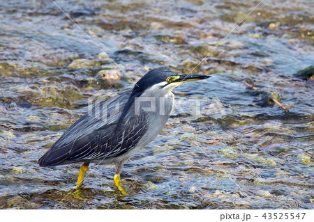 ササゴイ 43525547