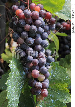 ワイン用ブドウ　マスカット・ベーリーA 43525609