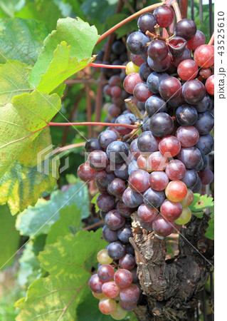 ワイン用ブドウ　マスカット・ベーリーA 43525610