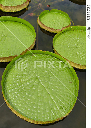 群生するオオオニバス 群生するオオオニバス 43525722