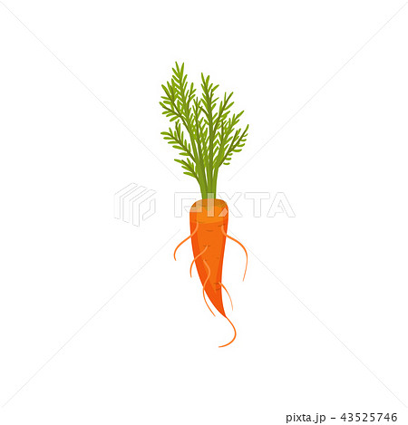 Bright orange carrot with roots and green top. Ripe vegetable. Edible plant. Flat vector for book 43525746