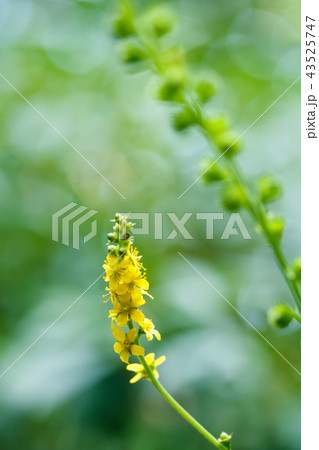 金水引 金水引 43525747