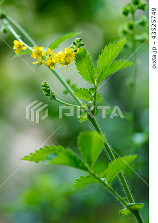 金水引 金水引 43525749