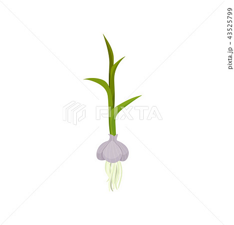 Garlic with green stem and roots. Organic food. Flat vector element for book or poster about growing Garlic with green stem and roots. Organic food. Flat vector element for book or poster about growing 43525799