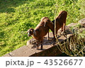 幸福な羊たち 43526677