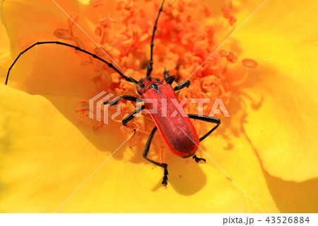 カミキリ虫 カミキリ虫 43526884