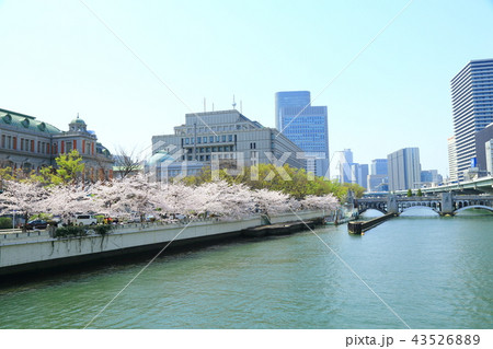 大阪中ノ島　桜並木 43526889