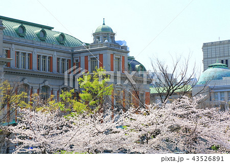 大阪市中央公会堂と桜並木 43526891
