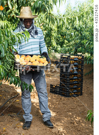 Man with freshly picked peaches in boxes Man with freshly picked peaches in boxes 43527416