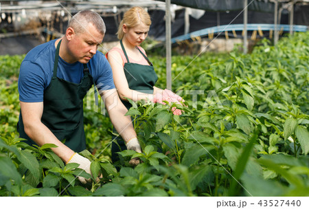 Man and woman horticulturistes arranging vine spinach 43527440