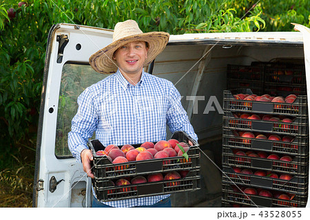 Man professional horticulturist packing crates with tasty peaches to car Man professional horticulturist packing crates with tasty peaches to car 43528055