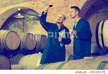 two winemakers with sample of wine in cellar. two winemakers with sample of wine in cellar. 43529176