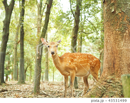 奈良公園の可愛い鹿の写真素材