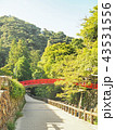 箕面市の綺麗な森の風景 43531556