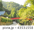 箕面市の綺麗な森の風景 43531558