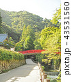 箕面市の綺麗な森の風景 43531560