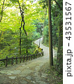 箕面市の綺麗な森の風景 43531567