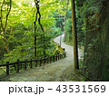 箕面市の綺麗な森の風景 43531569