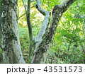 箕面市の綺麗な森の風景 43531573