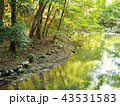 箕面市の綺麗な森の風景 43531583