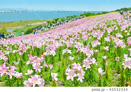 ユリの花が咲き誇る大阪湾の風景 ユリの花が咲き誇る大阪湾の風景 43532334