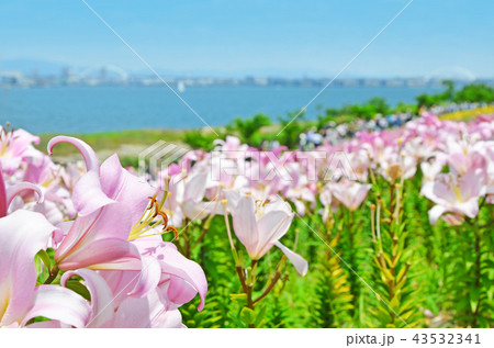 ユリの花が咲き誇る大阪湾の風景 ユリの花が咲き誇る大阪湾の風景 43532341