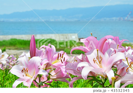 ユリの花が咲き誇る大阪湾の風景 ユリの花が咲き誇る大阪湾の風景 43532345
