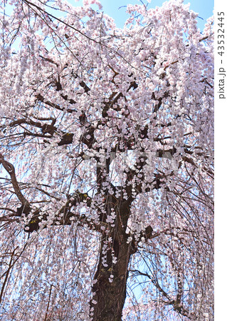 シダレザクラ(枝垂れ桜) シダレザクラ(枝垂れ桜) 43532445