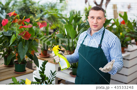 Man gardener is demonstraiting substances for care of flowers in greenhouse. 43533248