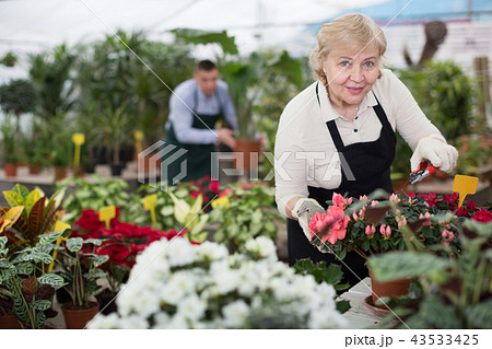 Portrait of female gardener with secateur who is taking care of flowers Portrait of female gardener with secateur who is taking care of flowers 43533425