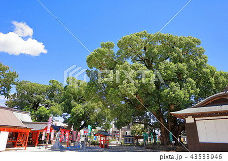 佐賀県佐賀市 佐嘉神社(さがじんじゃ) 松原の大楠 佐賀県佐賀市 佐嘉神社(さがじんじゃ) 松原の大楠 43533946