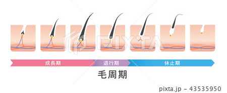 毛周期　ヘアサイクル　イラスト 43535950
