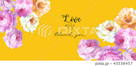 薔薇 バラ科 バラ 43536457