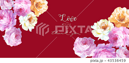 薔薇 バラ科 バラ 43536459