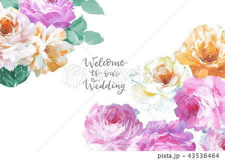 薔薇 バラ科 バラ 43536464