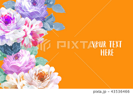 薔薇 バラ科 バラ 43536466