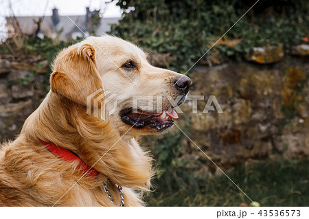 Young golden retriever dog on nature background 43536573