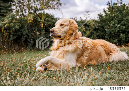 Young golden retriever dog on nature background Young golden retriever dog on nature background 43536575