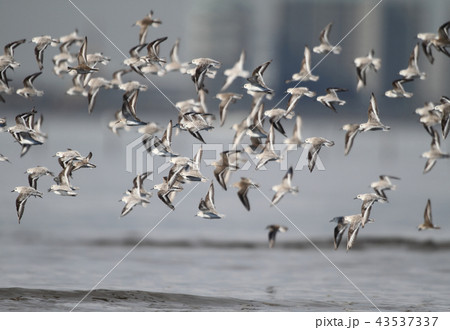 飛翔するミユビシギの群れ 43537337