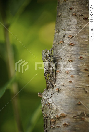 ニイニイゼミ 43537427