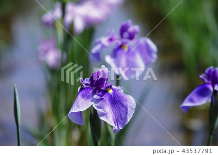 菖蒲園 43537791